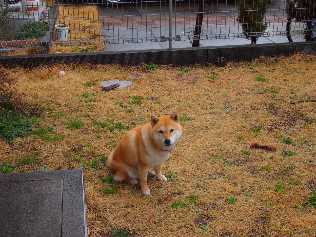 华体会app-当狼王启动巡航模式，米切尔用一场无解美学，让快船的豪华舰队搁浅  第2张