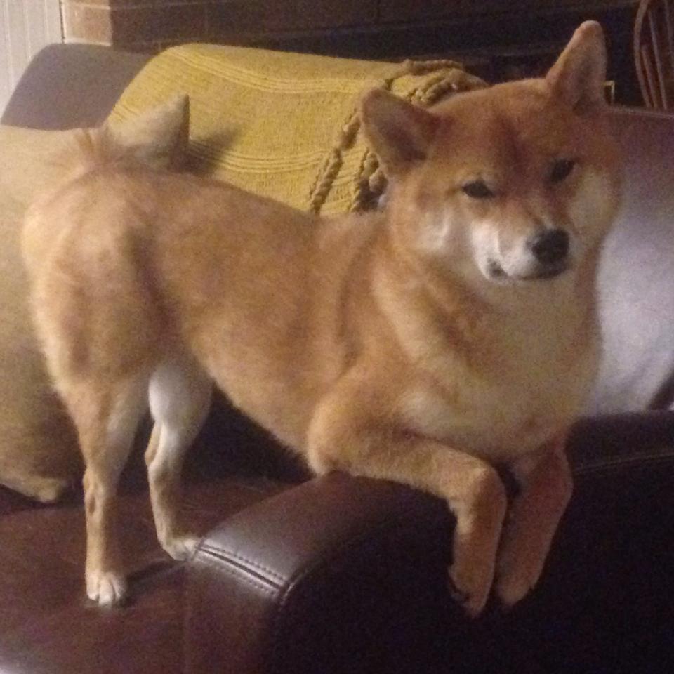 华体会-沉默的巨兽，当约基奇在总决赛之夜重塑篮球的定义  第1张